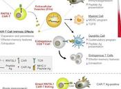 #Cell #fonctionimmunitaire #ARN #immunostimulation #cellulesCART L'ARN immunostimulant RN7SL1 permet cellules CAR-T d'améliorer fonction immunitaire autonome endogène