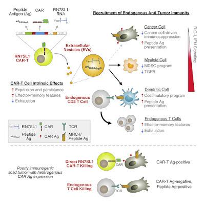 #Cell #fonctionimmunitaire #ARN #immunostimulation #cellulesCART L'ARN immunostimulant RN7SL1 permet aux cellules CAR-T d'améliorer la fonction immunitaire autonome et endogène