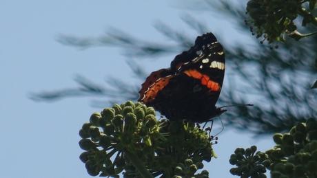 Un estivant : le vulcain