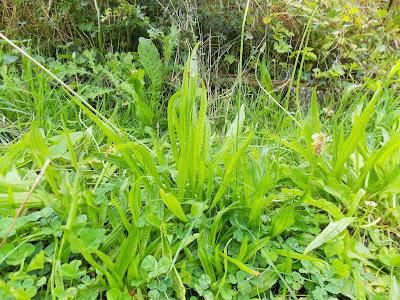 Zoom sur le plantain Zoom sur le plantain
