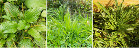 Zoom sur le plantain