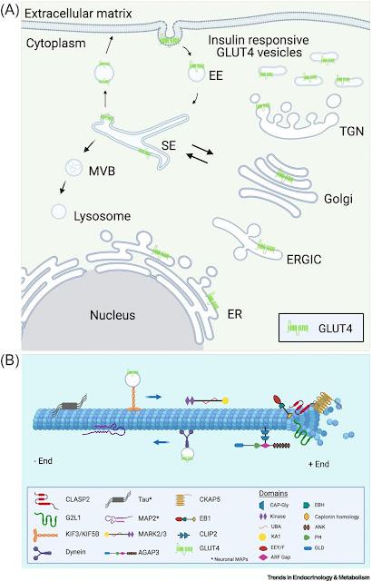 #trendsinendocrinologyandmetabolism #microtubules #insuline Microtubules et action de l’insuline : mais qu’y-a-t-il donc dans le tube ?