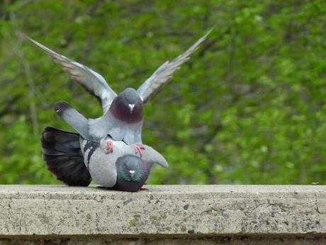 Accouplement pigeons