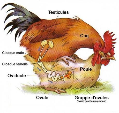 Anatomie oiseaux