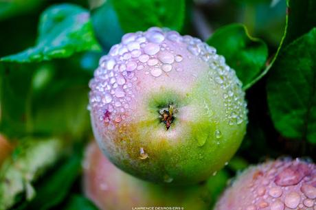 Pommes après la pluie… #Fujinon80mm