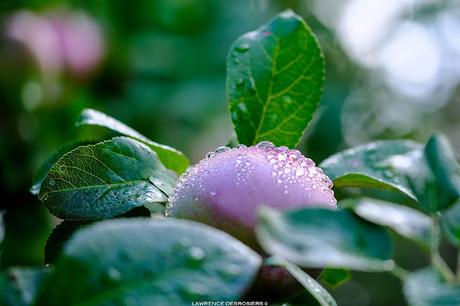 Pommes après la pluie… #Fujinon80mm