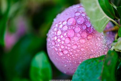 Pommes après la pluie… #Fujinon80mm