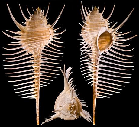 #Etymozoo : Murex pecten, du latin murex (gastéropode dont on tirait le pigment pourpre - relié au grec múax - moule) et pecten (peigne - lié au grec kteís) pour désigner le peigne de vénus, un gastéropode à la coquille évocatrice.