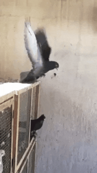 [SSAFT Flashback] Saviez-vous qu'il existe des races de pigeons, les culbutants, capables de faire des double salto en plein vol.