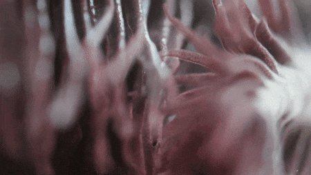 Les branchies d'un Axolotl dans lesquelles on voit les globules rouges par transparence.