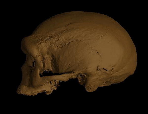 Découverte d'une nouvelle espèce humaine, Homo longi, l'homme dragon, dont un crâne vieux de 140000 ans, caché dans un puits chinois pendant 85 ans a été redécouvert et analysé dans 3 récentes publications