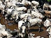Paraguay filière viande bovine rapporte 1,134 milliard dollars