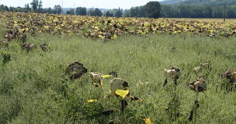 Afrique du Sud: L’invasion des plantes