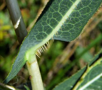 Laitue scariole (Lactuca serriola)