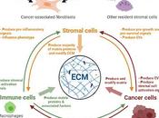 #trendsincellbiology #matrisome #nichemétastatique pépin dans matrice matrisomes spécifiques d'organes niches métastatiques