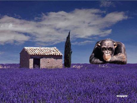 La France - La Provence 3