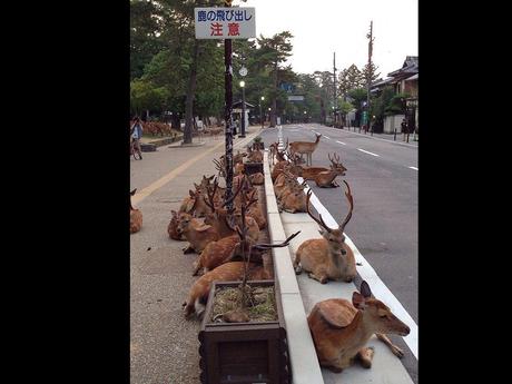 Pays Etranger - Nara au Japon