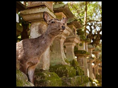 Pays Etranger - Nara au Japon