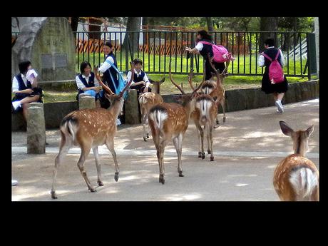 Pays Etranger - Nara au Japon