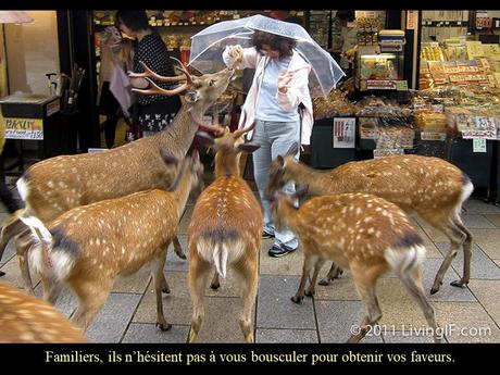 Pays Etranger - Nara au Japon