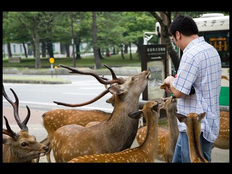 Pays Etranger - Nara au Japon