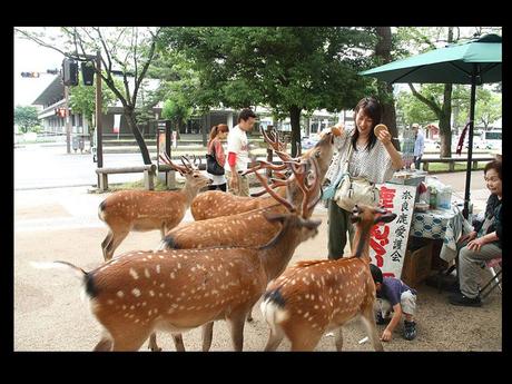 Pays Etranger - Nara au Japon