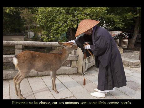 Pays Etranger - Nara au Japon
