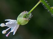 Circée Paris (Circaea lutetiana)
