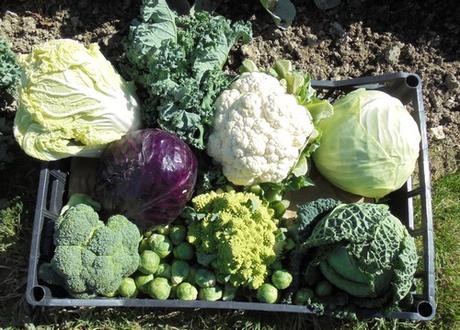 Le fenouil et les choux Le fenouil et les choux