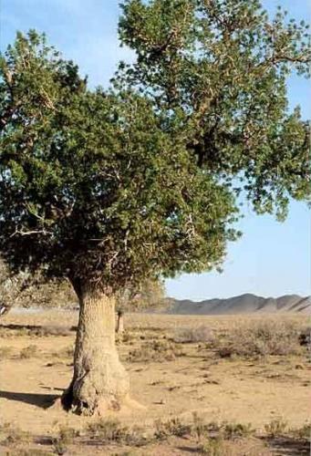 Bribes d'un jardin Bribes d'un jardin