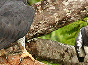 L’Equateur L’Aigle harpie (Harpia harpyja)