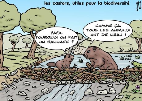 les castors et la biodiversité