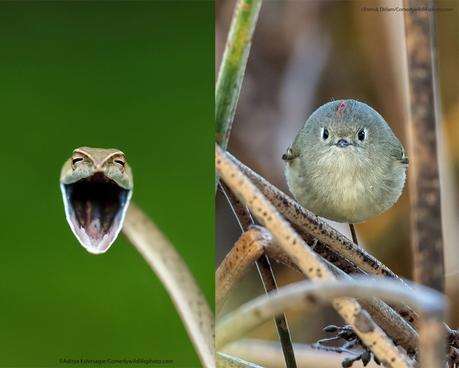 Les finalistes des Comedy Wildlife Photography Awards 2021 Les finalistes des Comedy Wildlife Photography Awards 2021