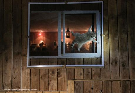 Les finalistes des Comedy Wildlife Photography Awards 2021 Les finalistes des Comedy Wildlife Photography Awards 2021