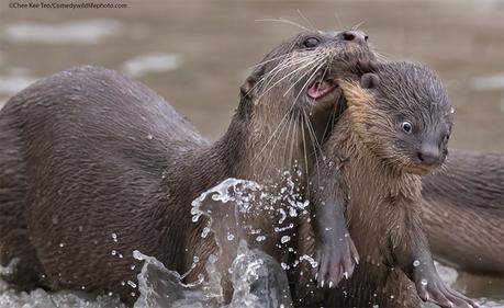 Les finalistes des Comedy Wildlife Photography Awards 2021