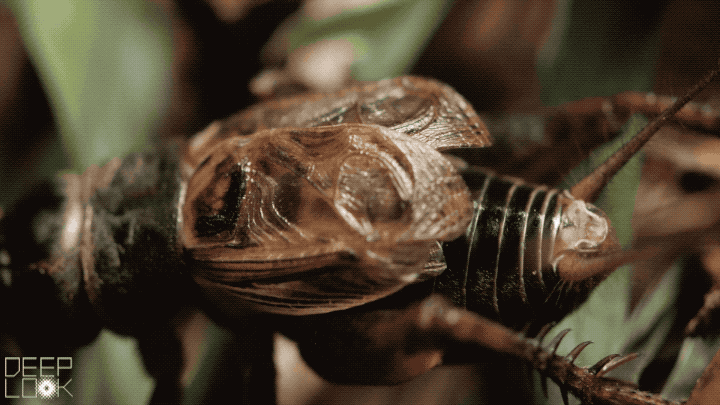 Stridulation de Grillon