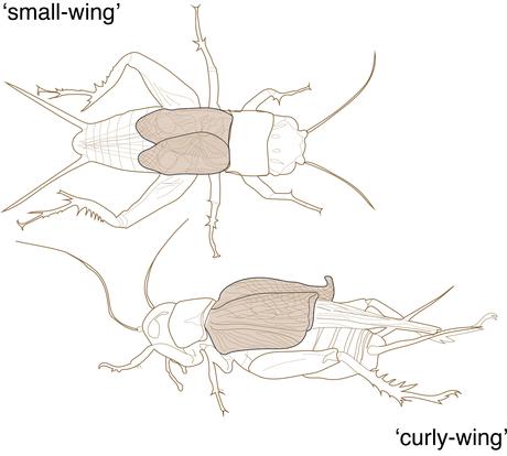 Mutants mutiques à ailes réduites ou recourbées