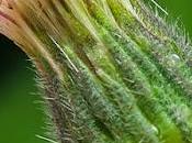 Érigéron âcre (Erigeron acris)