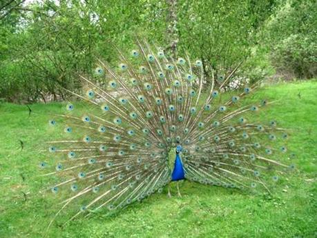 Montrer Quelque Chose