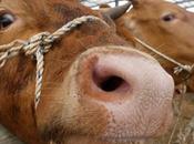 Brésil maladie vache folle