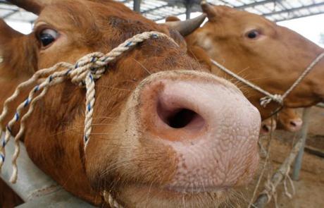 Le Brésil : La maladie de la vache folle