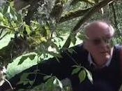 L'arbre structure formation complète Françis Hallé (vidéo)