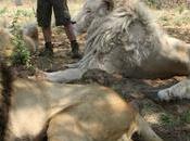 L’Afrique Arrestation d’un vietnamien possession matières issues animaux