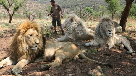 L’Afrique du Sud : Arrestation d’un vietnamien en possession de matières issues des animaux