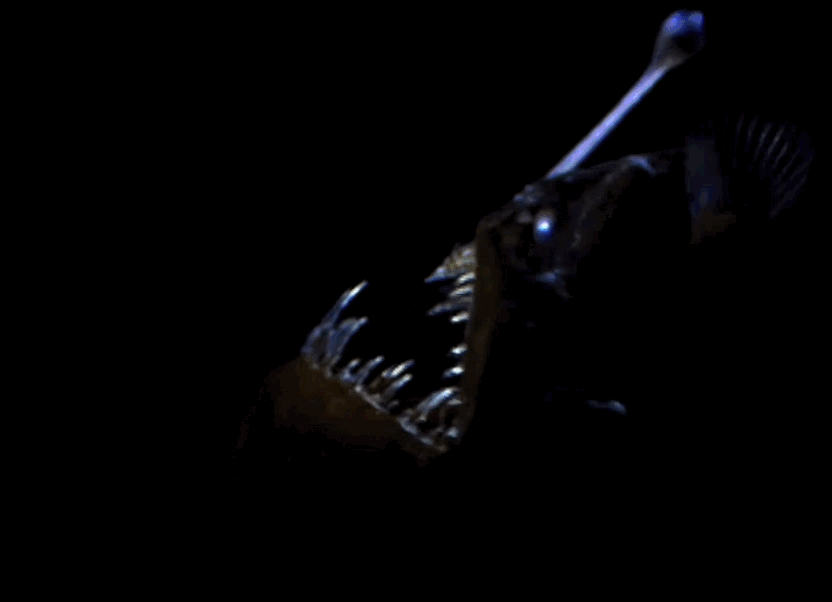 Mimétisme agressif chez la baudroie des abysses Mimétisme agressif chez la baudroie des abysses