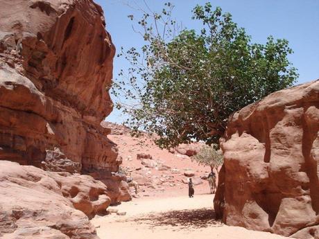 Pays Etranger - La Jordanie (la suite)