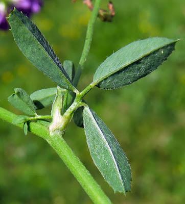 Luzerne cultivée (Medicago sativa subsp. sativa)