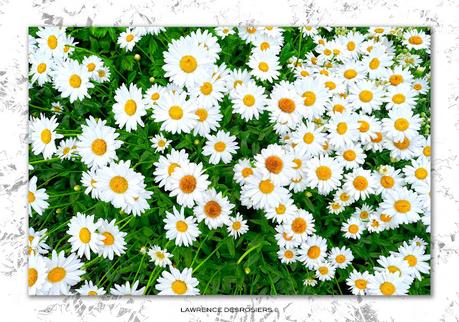 Deux présentations différentes de la même photo…