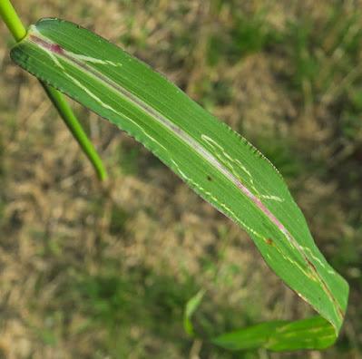 Panic des marais (Echinochloa crus-galli)
