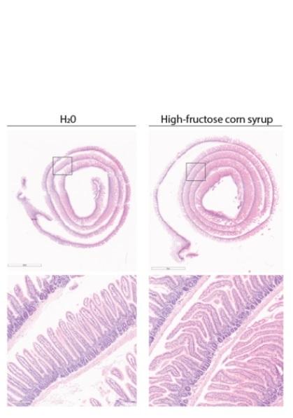 Les souris nourries avec un régime riche en fructose présentent des villosités intestinales plus longues (Visuel Samuel Taylor and Dr. Marcus Goncalves)